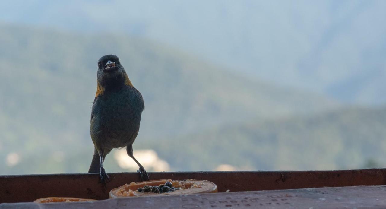 Ore Suites E Chales Ubatuba Eksteriør billede